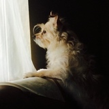 Entry image for Dahlia Comes Home 