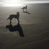 Entry image for GIZMO & STRIPE 