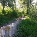 Entry image for Gizmo & Stripe 