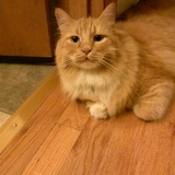 Entry image for Petzl