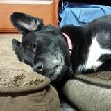 Entry image for Dolce Morris