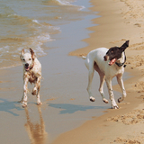 Entry image for Bert & Mose