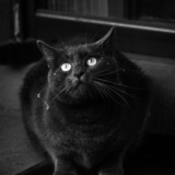 Entry image for Midnight 