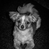 Entry image for Milo