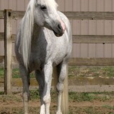 Entry image for Phantom