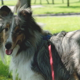 Entry image for Indy