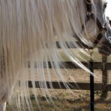 Entry image for Phantom