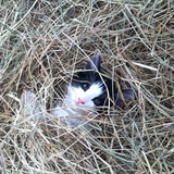 Entry image for Oreo