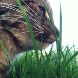 Entry image for Kensi