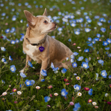 Entry image for Piglet