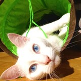 Entry image for Latte Da