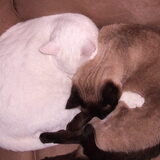 Entry image for Tobey and Luxor