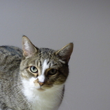 Entry image for Meriweather