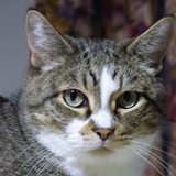 Entry image for Meriweather