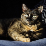 Entry image for Kiki