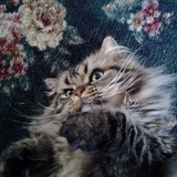 Entry image for Murphy Pawtootie Brown