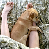 Entry image for Banjo