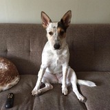 Entry image for Ripley