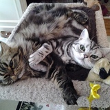 Entry image for Murphy Pawtootie and Nicky Snickerdoodle