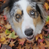 Entry image for Nellie Jo