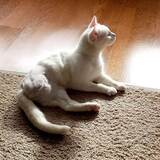 Entry image for Lily