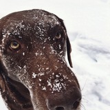 Entry image for Yahzi