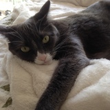 Entry image for Lucy