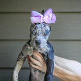 Entry image for Maggie