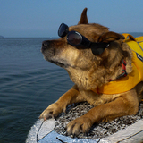 Entry image for Apollo