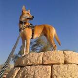 Entry image for Greta