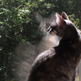 Entry image for Estrella