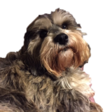 Entry image for Maggie