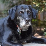 Entry image for Zuni