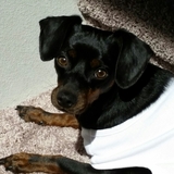 Entry image for Oliver