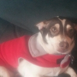 Entry image for Dingo