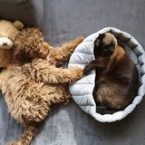 Entry image for Nora plus Nonami