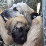 Entry image for Otis and Fang