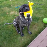 Entry image for Diesel 