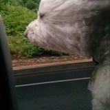 Entry image for moose