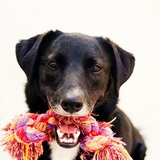 Entry image for Cozmo