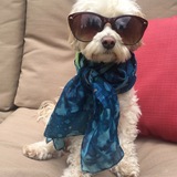 Entry image for Amber