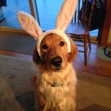 Entry image for BUSTER