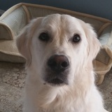 Entry image for Oliver