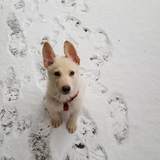 Entry image for Ustinov