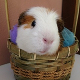 Entry image for Gordon