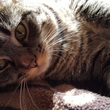 Entry image for Sausage McBean