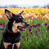 Entry image for Marley