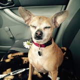 Entry image for Fergus