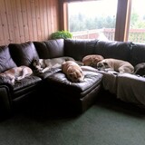 Entry image for Moses,Tweak,Sadie,Peaches,Nitro,Pumpkin