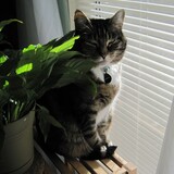 Entry image for Calypso